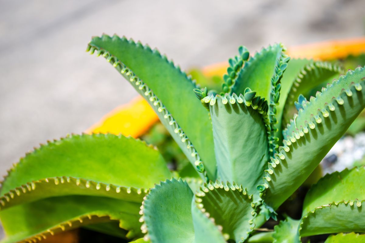 como cultivar aranto