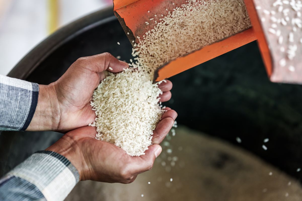 Brasil deve produzir 12,3 milhões de toneladas de arroz na safra 2024/2025. Foto: Adobe Stock