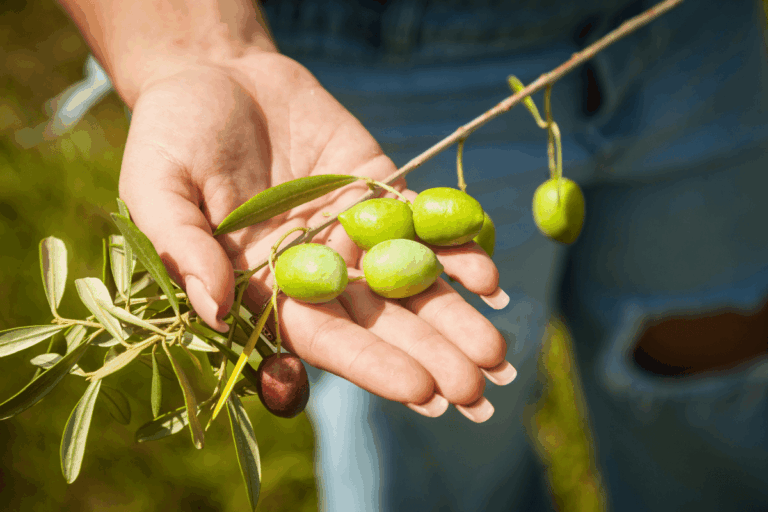 Produção gaúcha de azeite de oliva projeta retomada em 2026
