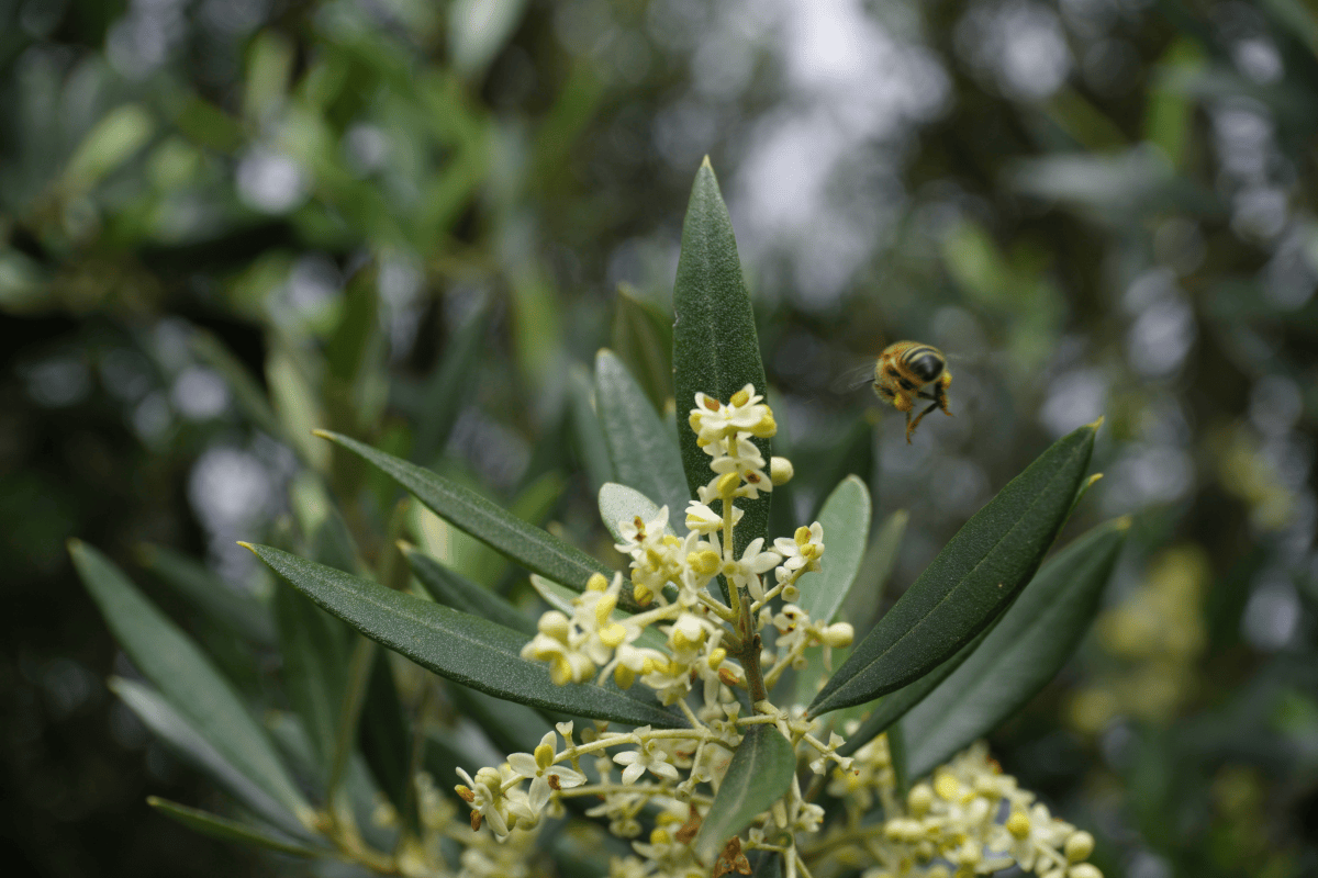 azeite de oliva ; olivicultura; oliveiras; abelha; floração da oliveira