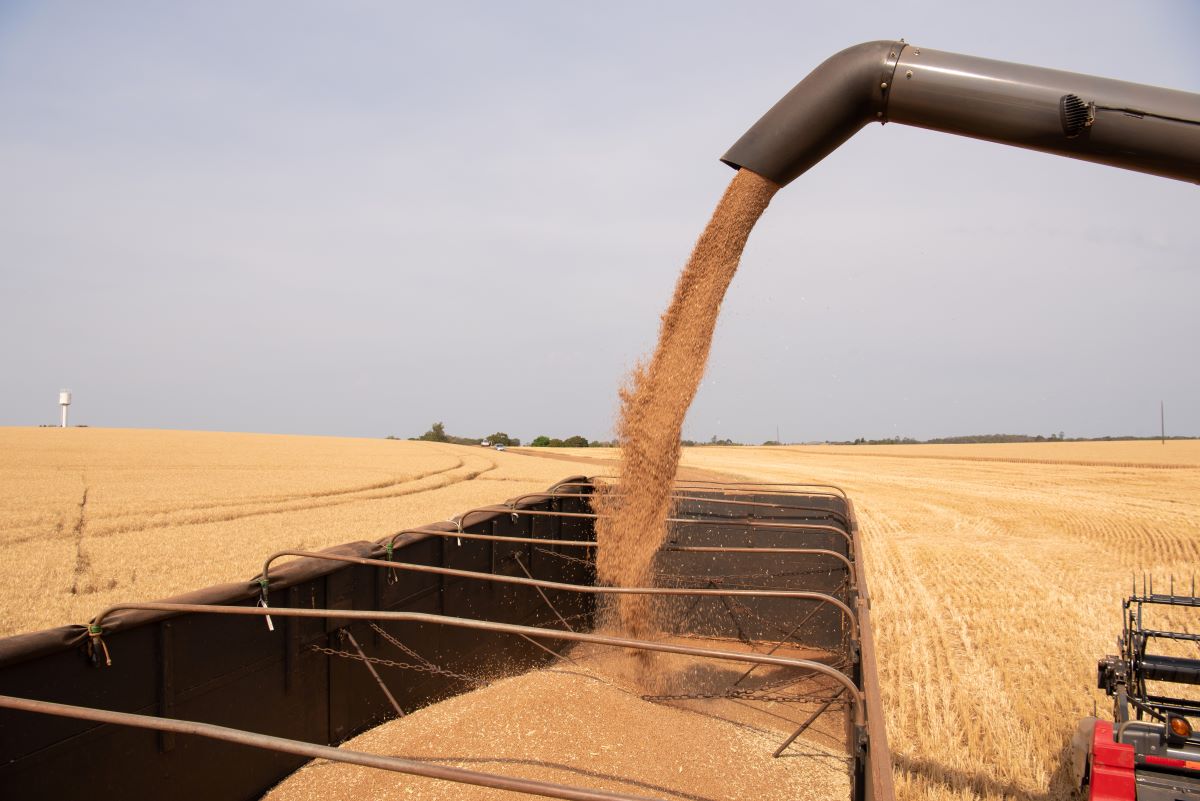 Exportações da agropecuária em agosto tiveram avanço de 8,3%. Foto: Adobe Stock