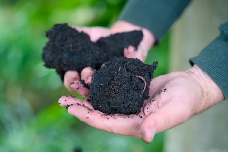 NetZero investe R$ 15 mi em 1ª fábrica de biochar a partir da cana no Brasil