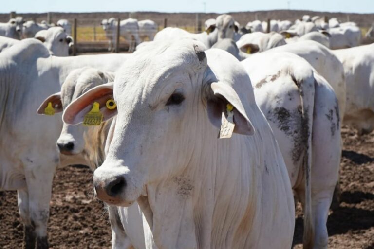 Bahia tem maior rebanho bovino e produção de ovos em meio século