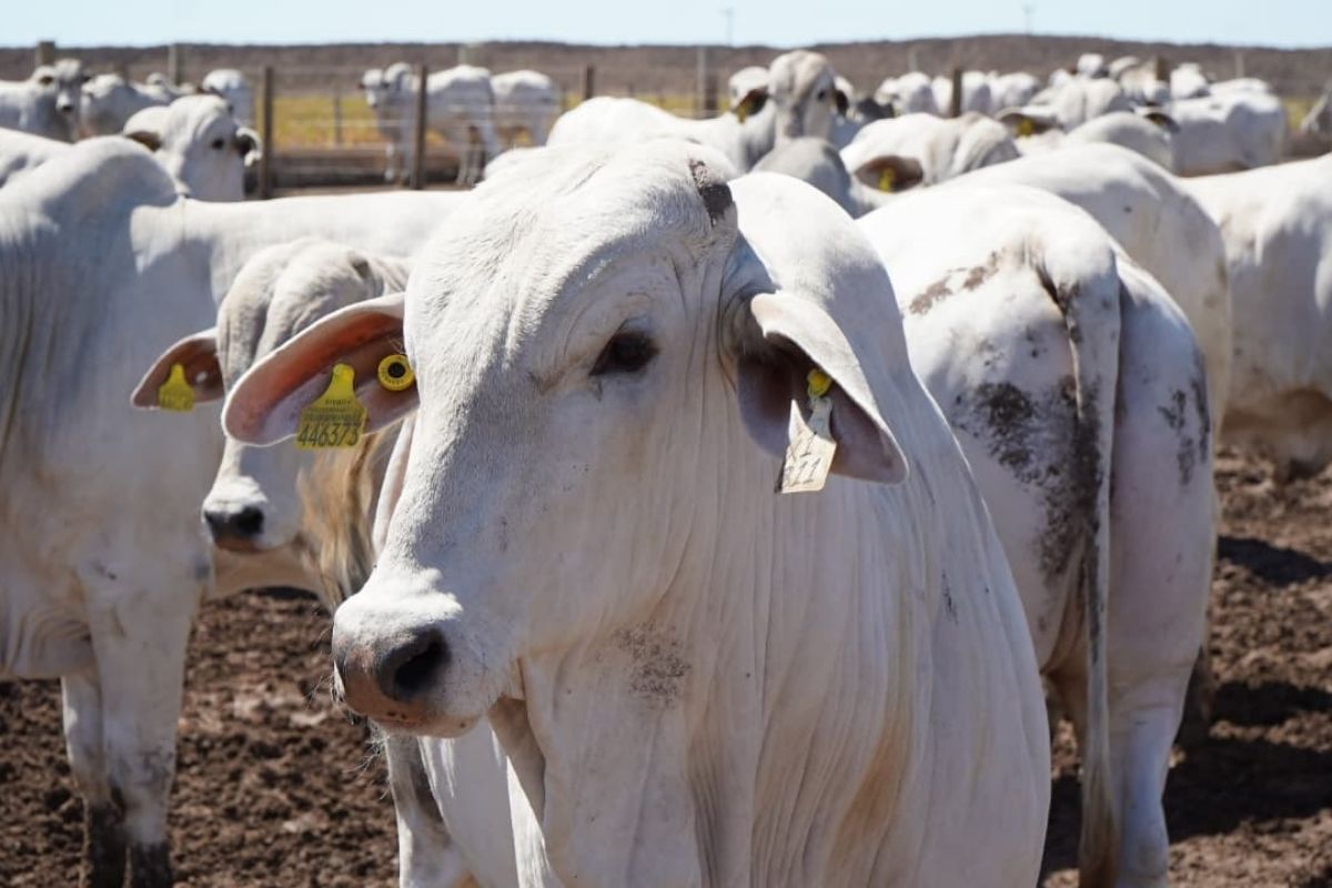Estado alcança 13,7 milhões de bovinos e 127,7 milhões de dúzias de ovos. Foto: Seagri/Divulgação