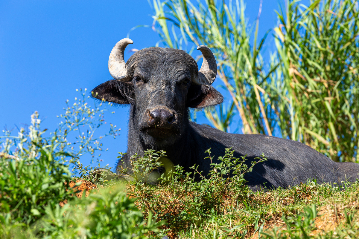Foto: Adobe Stock