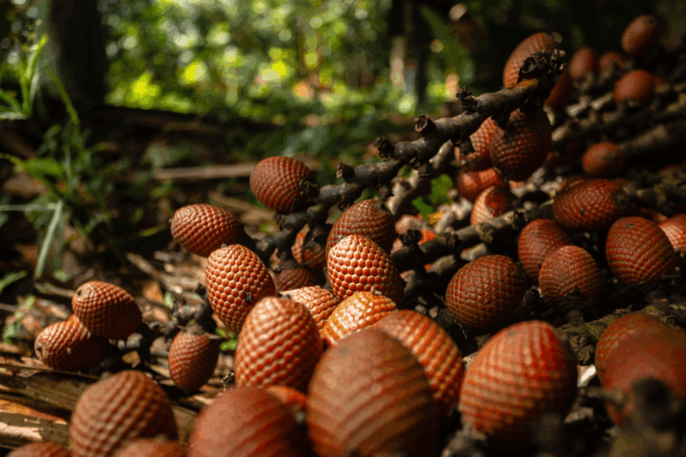 Conheça o enorme potencial do buriti
