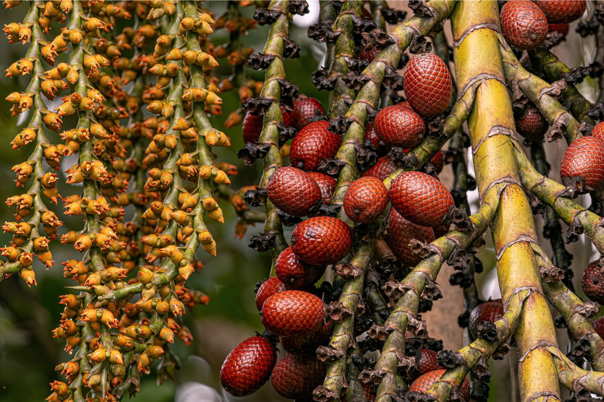 buriti