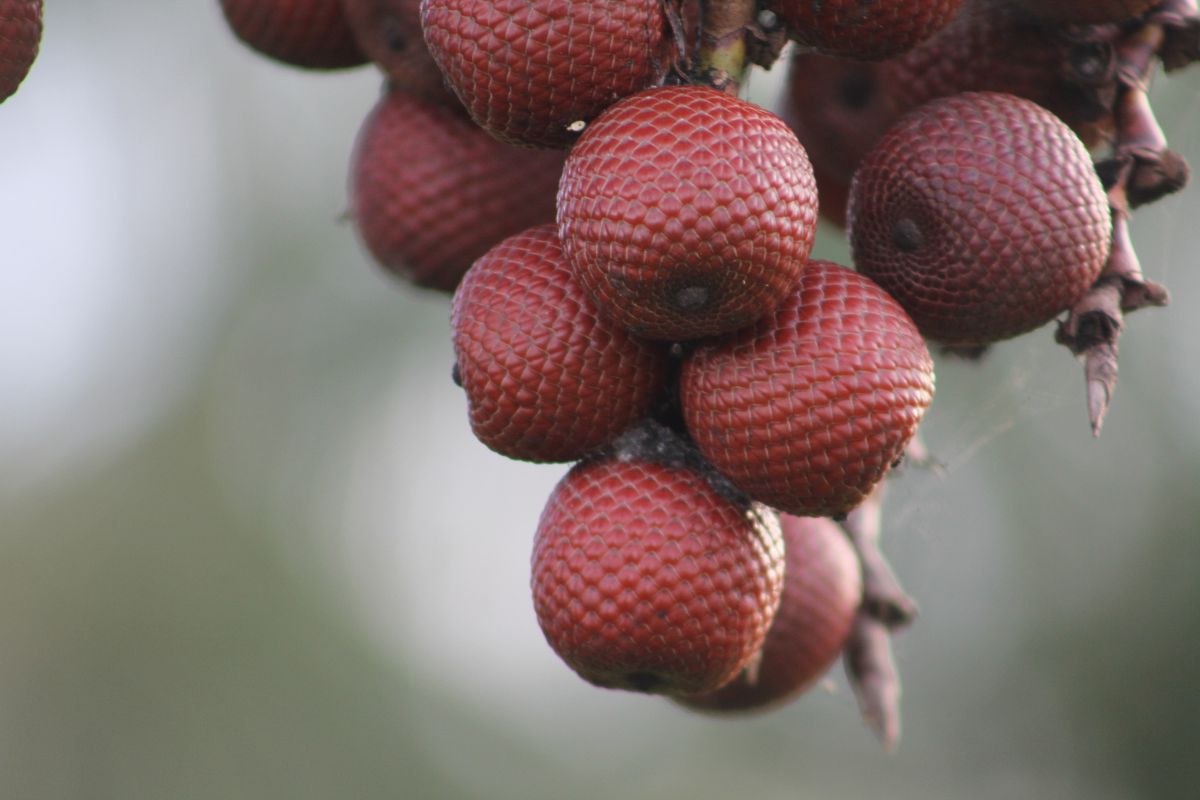 buriti