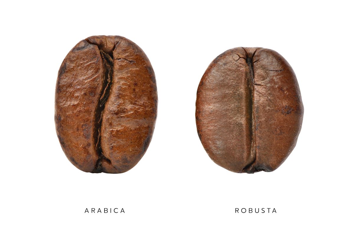 diferenças entre café arábica e café robusta