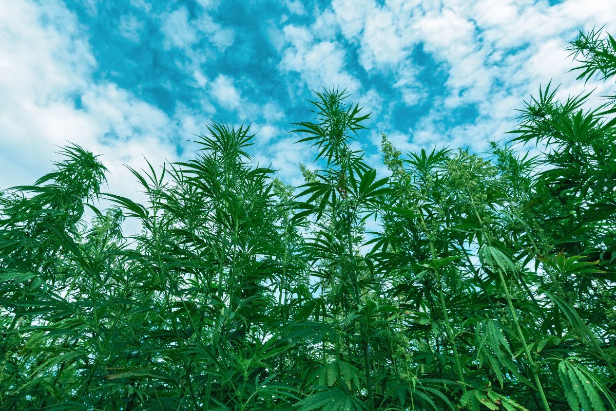 Cannabis para captura de carbono