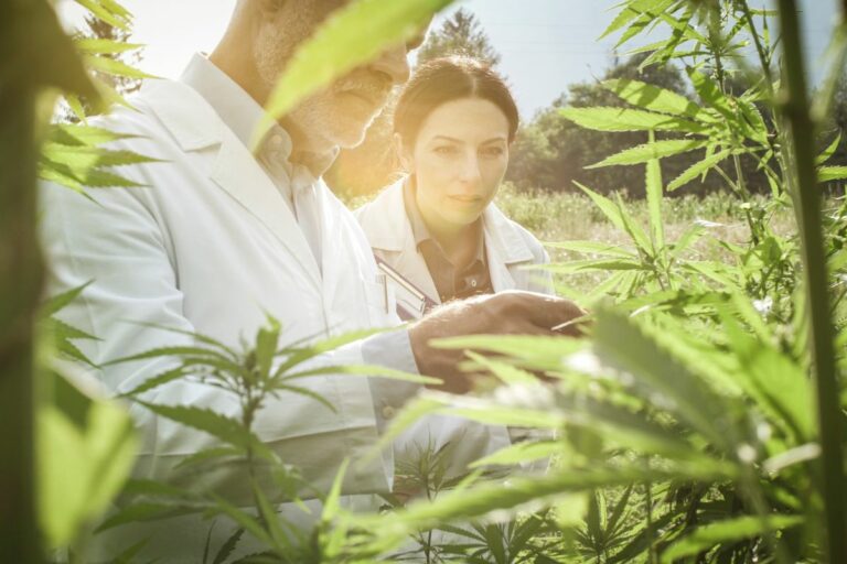 Cannabis como solução para captura de carbono