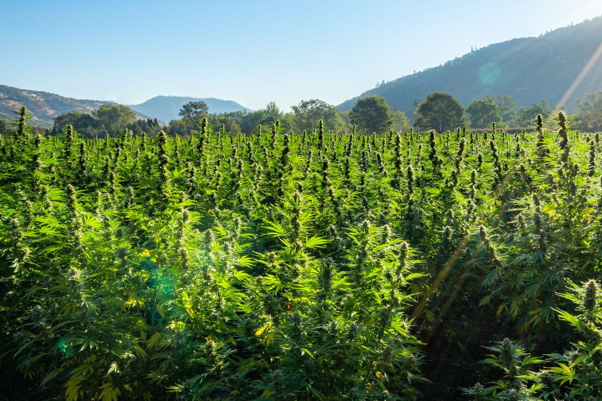 Cannabis para captura de carbono