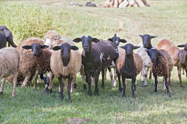 Nordeste lidera a produção de caprinos e ovinos, indica IBGE