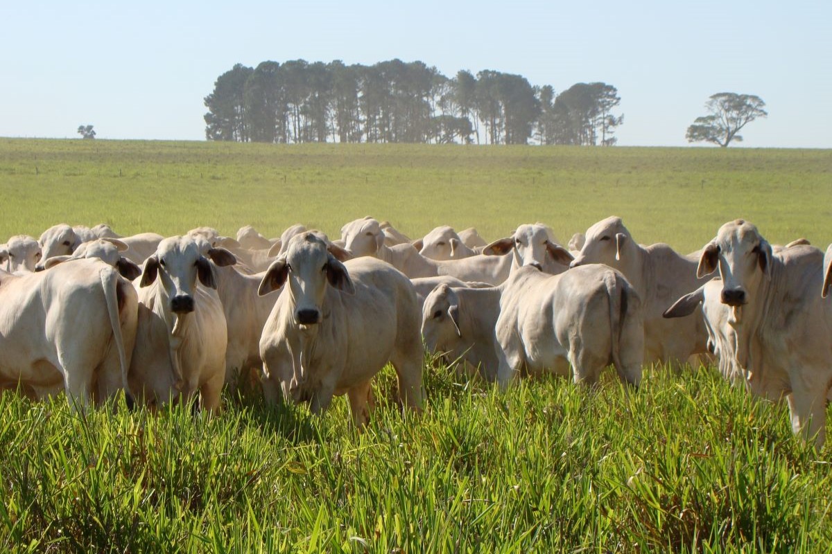 Qualidade das pastagens é fundamental para ganho de carne no rebanho. Foto: Adobe Stock