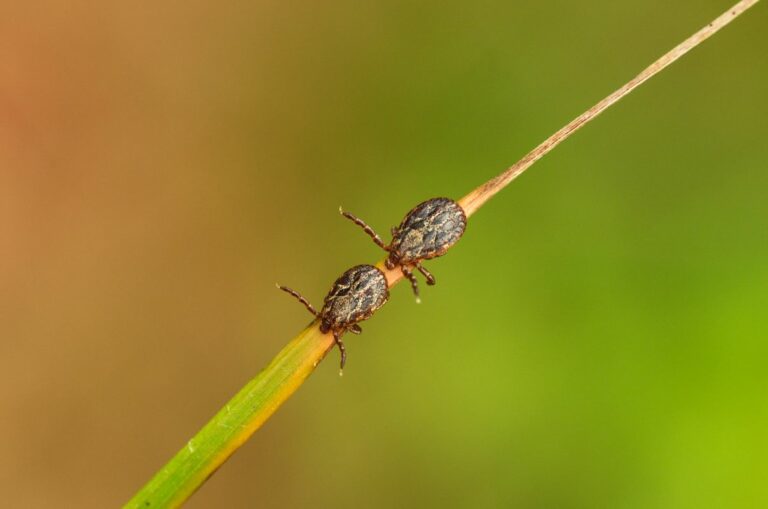 Pesquisa aponta resistência crescente de carrapatos a defensivos