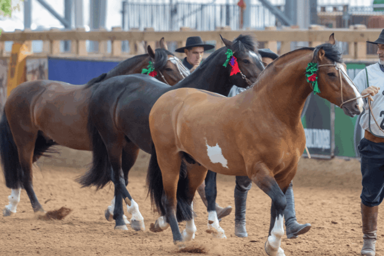 Cavalo Crioulo gera R$ 5,36 bilhões ao ano e 160 mil empregos