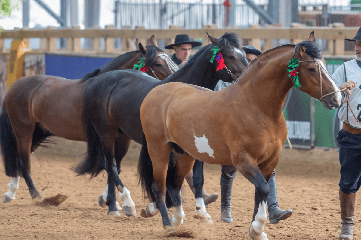 cavalo crioulo