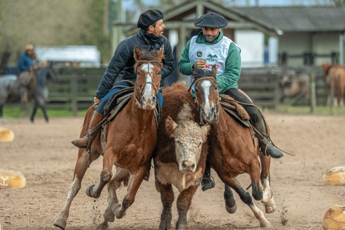 cavalo crioulo