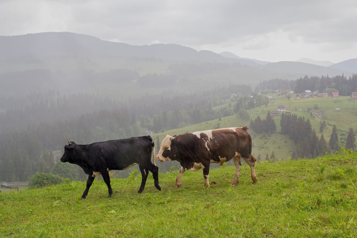 Há risco de temporais no Rio Grande do Sul, Santa Catarina e Paraná. Foto: Adobe Stock