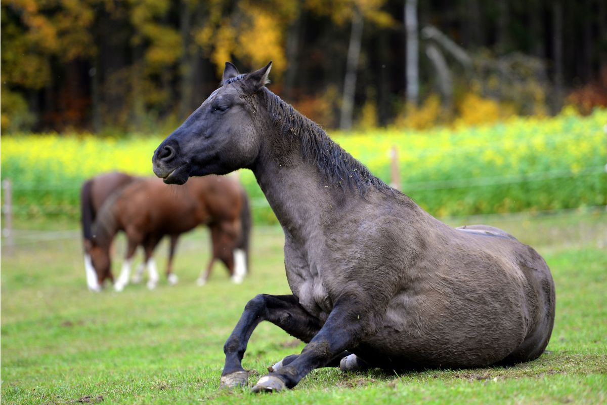 Primeiros socorros para animais de fazenda