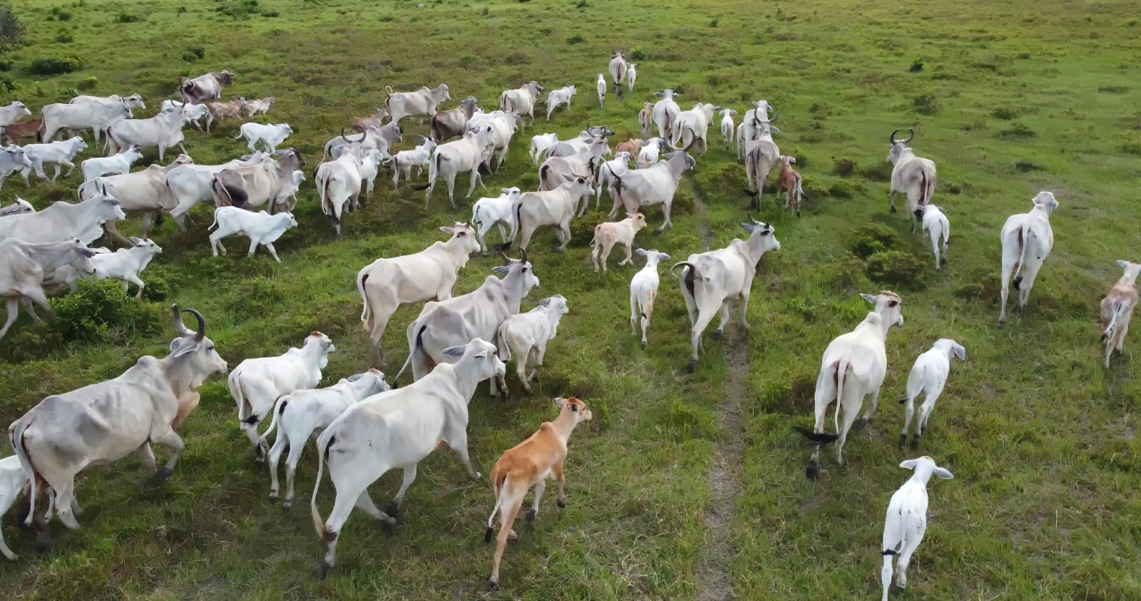 Governo de Minas Gerais destinou R$ 1 milhão para a realização deste simulado. Foto: IMA/Divulgação