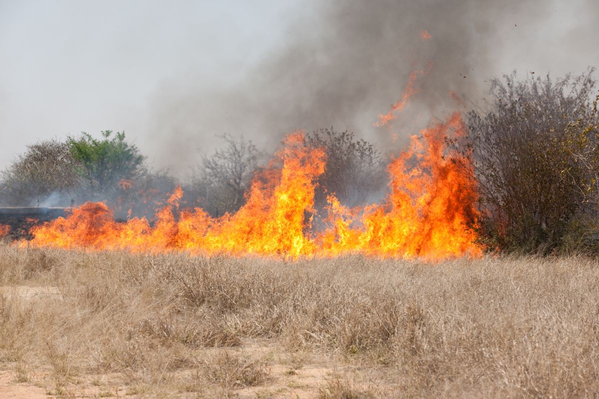 Proprietários de imóveis rurais deverão observar 16 medidas de prevenção e combate ao fogo. Foto: Adobe Stock