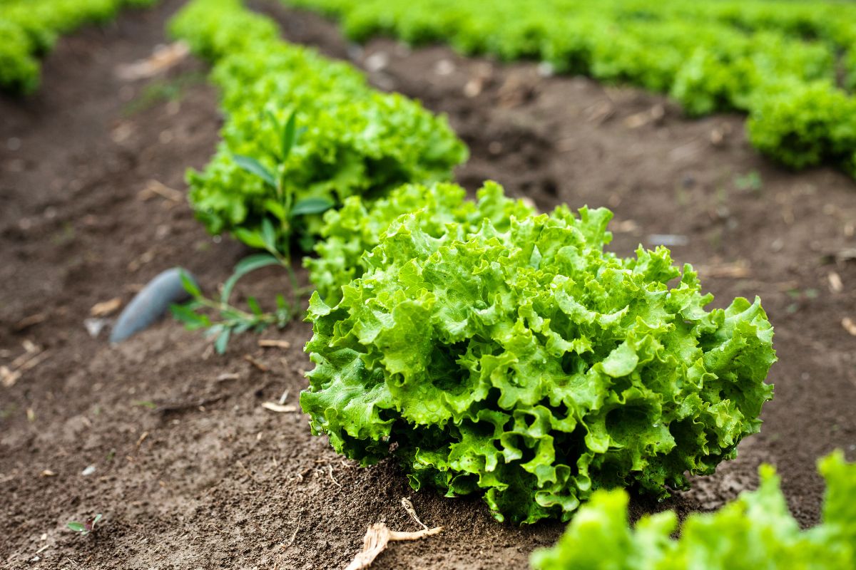 Horta orgânica