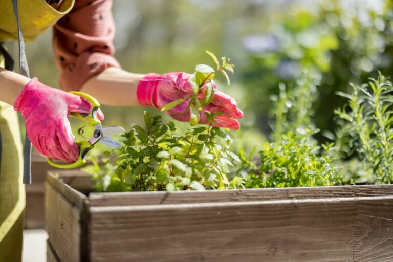 Como cultivar uma horta orgânica: guia para produtores rurais