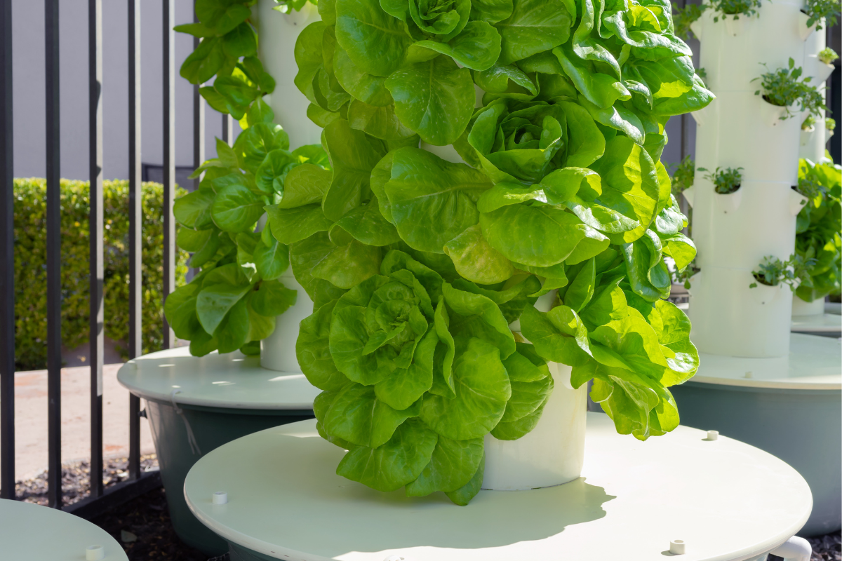 horta vertical