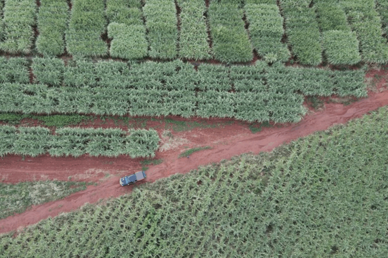 Imagens de satélite ajudam a prever produtividade de cana e soja