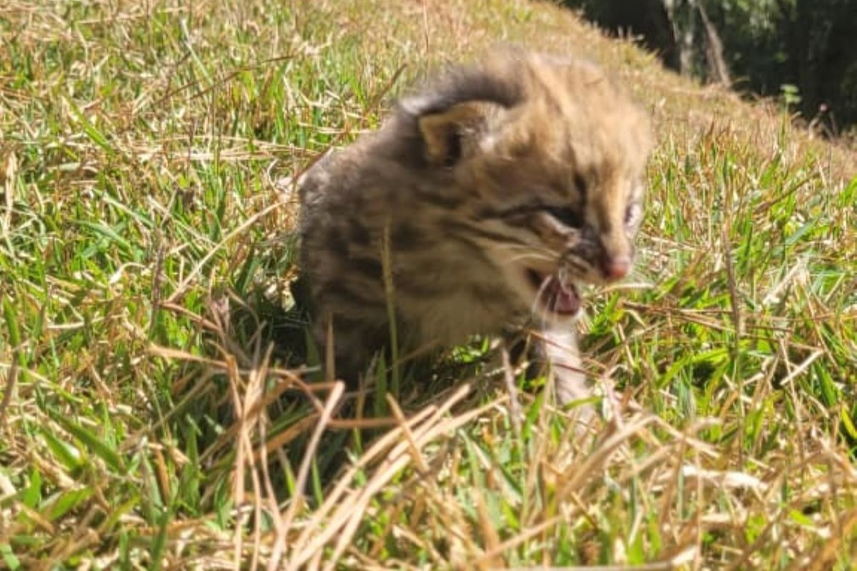 Filhote de gato-do-mato foi encontrado debilitado pelo fogo em São Roque (SP). Foto: Semil/Divulgação