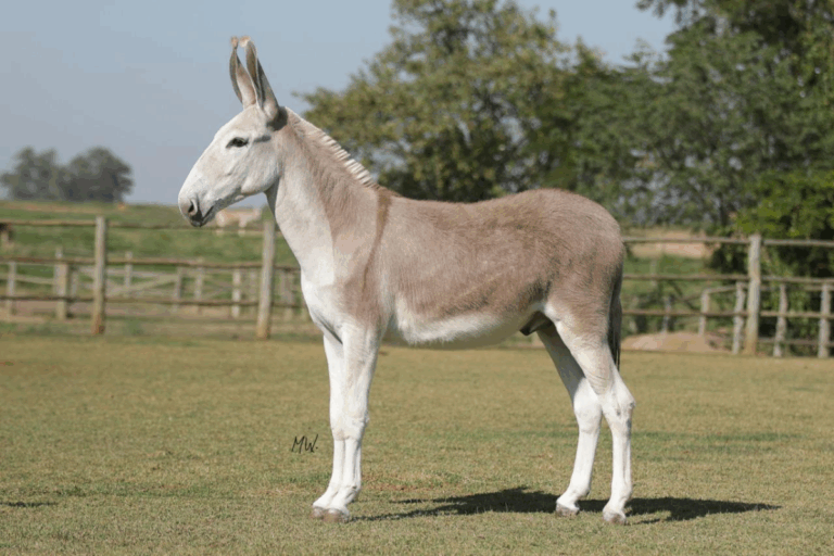 Por que este animal é considerado um tesouro genético do Brasil?