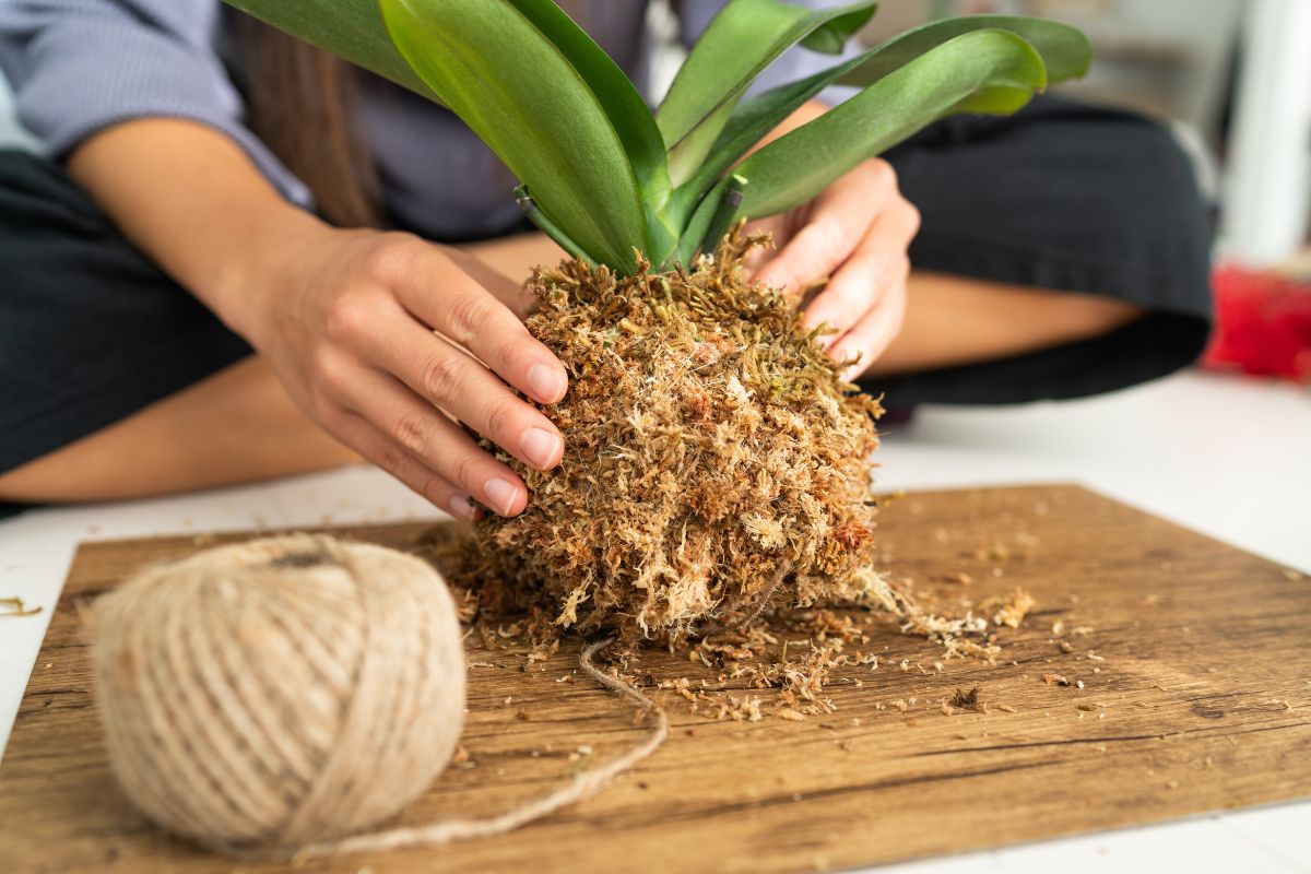 kokedama