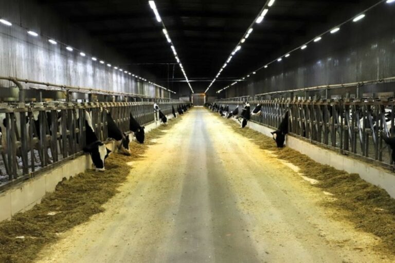 Conheça a fazenda de SP que mais produz leite no Brasil