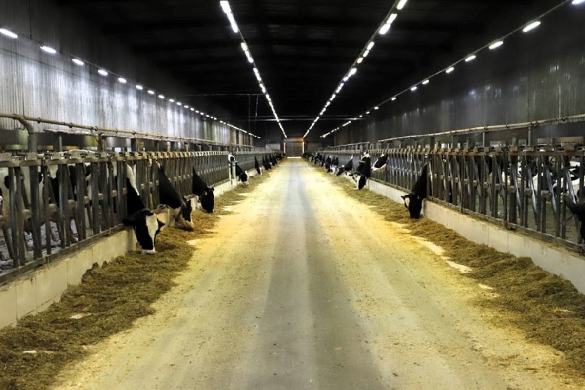 Fazenda Colorado, em Araras (SP), tem mais de duas mil vacas holandesas. Foto: SAA/Divulgação