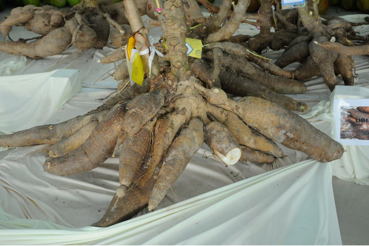 mandioca doce