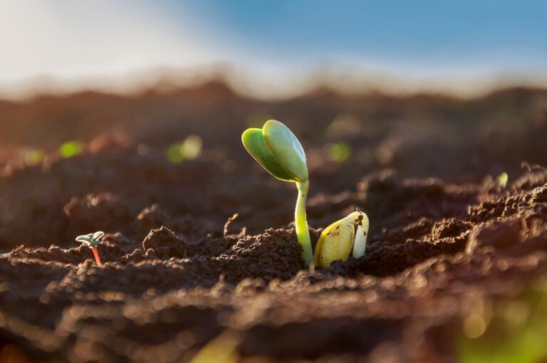 Mercado agrícola: fatores climáticos no radar da soja, milho e café
