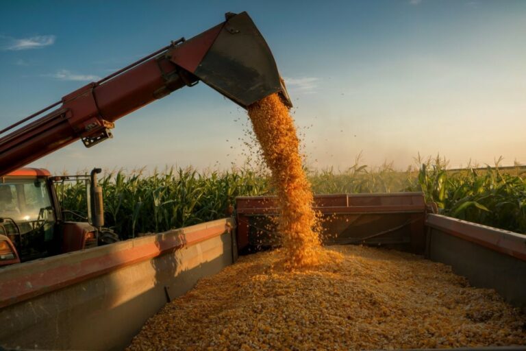 Colheita da 2ª safra de milho atinge 96% da área no PR, diz Deral
