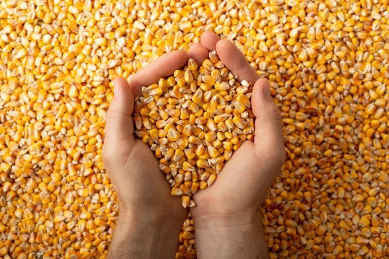 Importações de milho pela China caem 90,5% em agosto