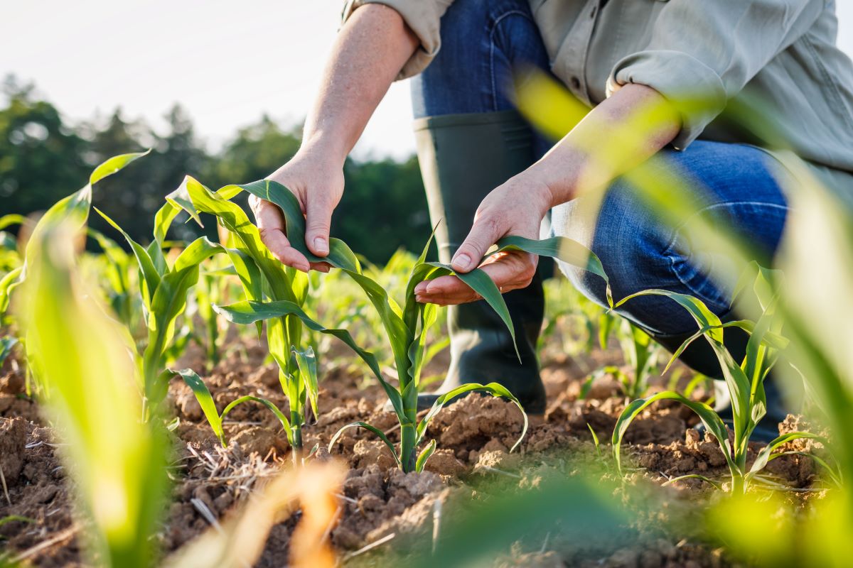 Safra de milho no RS deverá alcançar uma produtividade média de 7,37 toneladas por hectare. Foto: Adobe Stock