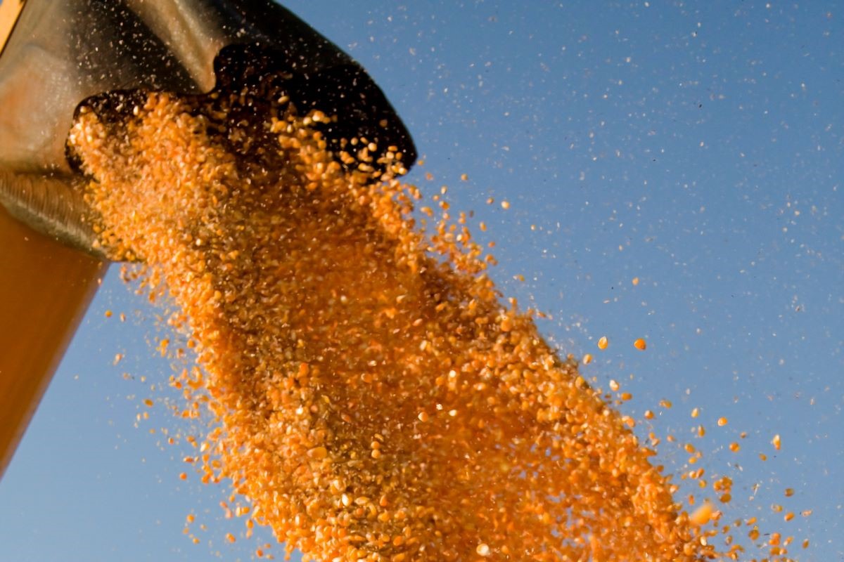 Milho foi negociado ao preço mínimo de R$ 0,9799 a R$ 1,4100 o quilo. Foto: Adobe Stock