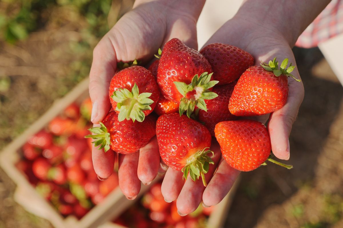 frutas que não são frutas
