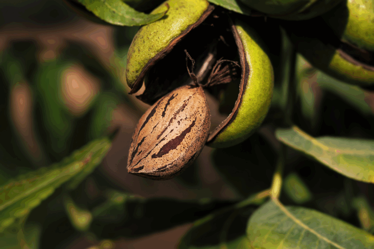 Noz-pecã amplia espaço nas gôndolas e no campo
