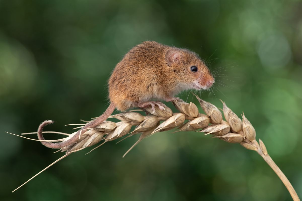 Foto: Adobe Stock