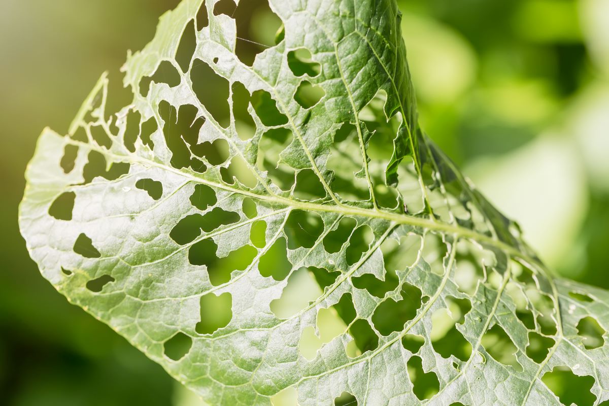 Programa vai avaliar cumprimento de medidas relacionadas à sanidade vegetal. Foto: Adobe Stock