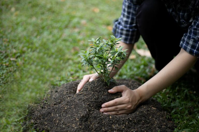 Preservação pode render até R$ 28 mil a agricultores; veja como participar