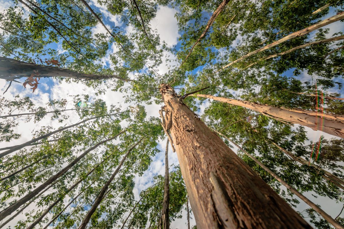 Atividades do setor florestal foram registradas em 4.921 municípios brasileiros em 2024. Foto: Adobe Stock