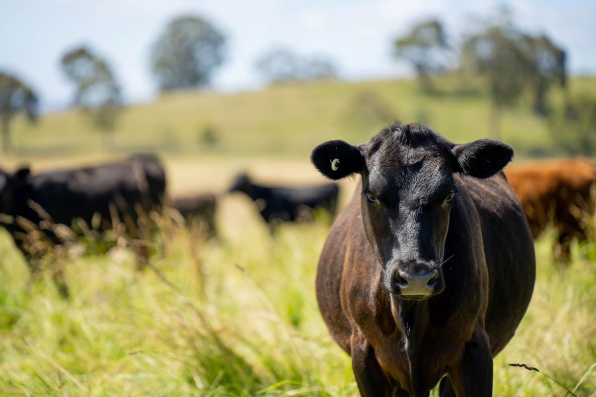 Um dos objetivos da carta é apontar caminhos para uma pecuária bovina mais adaptada às demandas climáticas. Foto: Adobe Stock