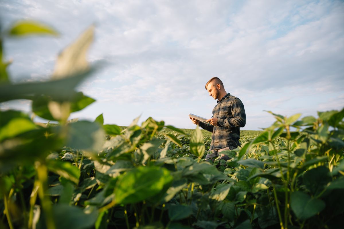 Das 243 requisições feitas no segundo semestre, 192 foram de produtores de soja. Foto: Adobe Stock