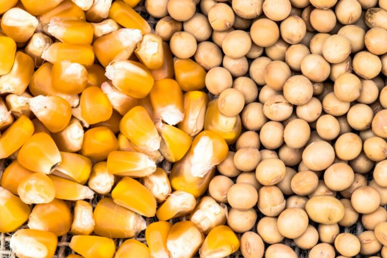 Estimativas de produção de soja e milho nos EUA devem ter queda, dizem analistas